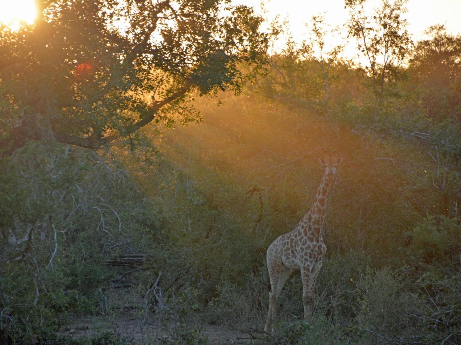 Croc Orvyll'S Kruger Lodge Marloth Park Zewnętrze zdjęcie